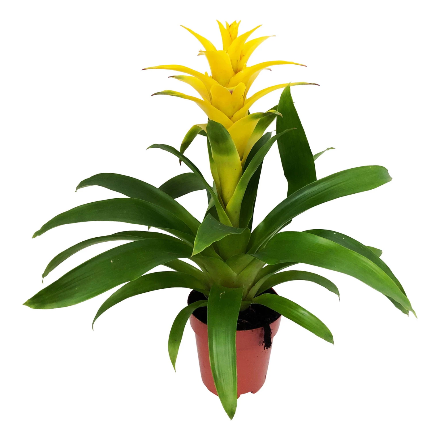Guzmania 'Diana', Gelb, Topf-Ø 12 Cm, Höhe Ca. 50 Cm 3 Guzmania 'Diana', Gelb, Topf-Ø 12 Cm, Höhe Ca. 50 Cm