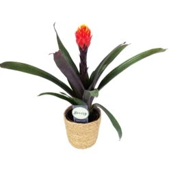 Guzmania 'Tala', Orange&gelb, Topf-Ø 12 Cm, Mit Korb Maki, Höhe Ca. 45 Cm -Gartenbedarf Geschäft 0210750703 Guzmania Tala im Dekokorb 81179