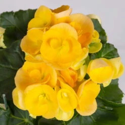 Elatior-Begonie, Topf-Ø 14 Cm, Gelb & Weiß, Höhe Ca. 20-27 Cm, 4er-Set -Gartenbedarf Geschäft 0210900299 Begonia Elatior gelb weiss 3