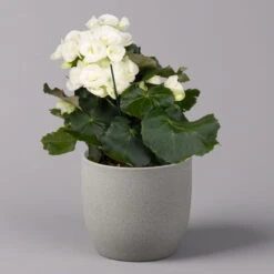 Elatior-Begonie, Topf-Ø 14 Cm, Gelb & Weiß, Höhe Ca. 20-27 Cm, 4er-Set -Gartenbedarf Geschäft 0210900299 Begonia Elatior gelb weiss 4