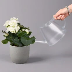 Elatior-Begonie, Topf-Ø 14 Cm, Gelb & Weiß, Höhe Ca. 20-27 Cm, 4er-Set -Gartenbedarf Geschäft 0210900299 Begonia Elatior gelb weiss 6