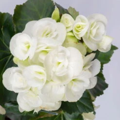 Elatior-Begonie, Topf-Ø 14 Cm, Gelb & Weiß, Höhe Ca. 20-27 Cm, 4er-Set -Gartenbedarf Geschäft 0210900299 Begonia Elatior gelb weiss 7