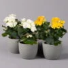 Elatior-Begonie, Topf-Ø 14 Cm, Gelb & Weiß, Höhe Ca. 20-27 Cm, 4er-Set -Gartenbedarf Geschäft 0210900299 Begonia Elatior gelb weiss2