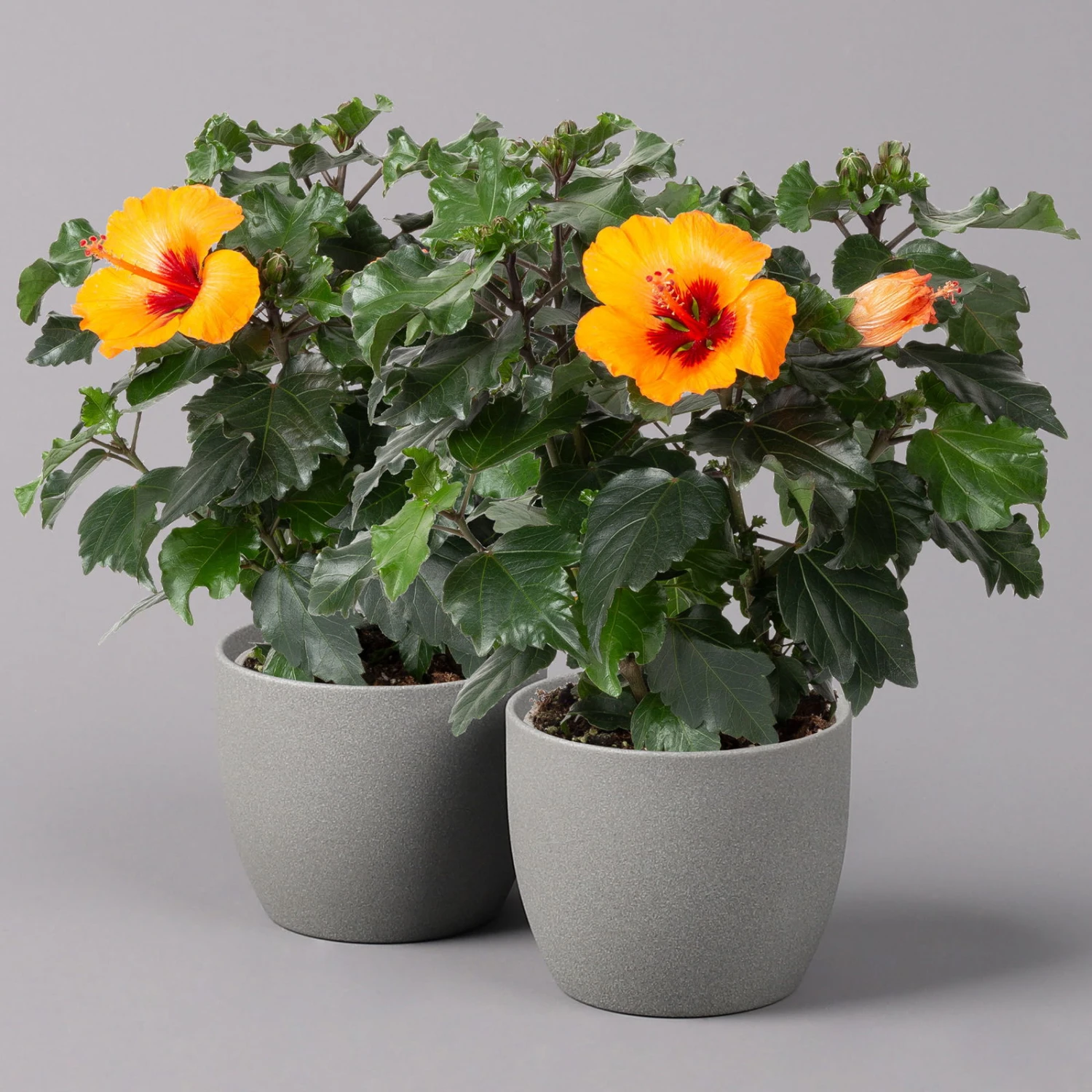 Hibiskus, HibisQs Graff® 'Petit Orange', Topf-Ø 13 Cm, Höhe Ca. 35 Cm, 2er-Set 3 Hibiskus, HibisQs Graff® 'Petit Orange', Topf-Ø 13 Cm, Höhe Ca. 35 Cm, 2er-Set