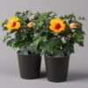 Hibiskus, Graff® 'Petit Orange', In Keramiktopf Anthrazit, Topf-Ø 13 Cm, 2er-Set -Gartenbedarf Geschäft 0213100213 Hibiscus Petit Orange mit Topf Dallas anthrazit 2er Set