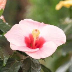 Hibiskus, Rosa In Keramiktopf Dallas Weiß, Topf-Ø 13 Cm, 2er-Set -Gartenbedarf Geschäft 0213100217 0213100218 0213100219 0213100231 0213100232 Hibiscus rosa 2