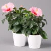Hibiskus, Rosa In Keramiktopf Dallas Weiß, Topf-Ø 13 Cm, 2er-Set -Gartenbedarf Geschäft 0213100218 Hibiscus rosa mit Topf Dallas weiss 2er Set