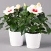 Hibiskus, Weiß, Mit Keramiktopf Dallas Weiß, Topf-Ø 13 Cm, 2er-Set -Gartenbedarf Geschäft 0213100221 Hibiscus weiss mit Topf Dallas weiss 2er Set