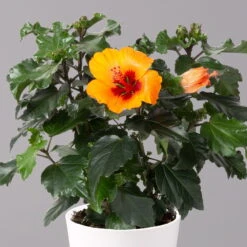 Hibiskus, Graff® 'Petit Orange', Mit Keramiktopf Dallas Weiß, Topf-Ø 13 Cm -Gartenbedarf Geschäft 0213100227 Hibiscus Petit Orange mit Topf Dallas weiss 2