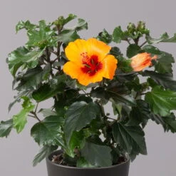 Hibiskus, Graff® 'Petit Orange', In Keramiktopf Anthrazit, Topf-Ø 13 Cm, 2er-Set -Gartenbedarf Geschäft 0213100228 Hibiscus Petit Orange mit Topf Dallas anthrazit 2