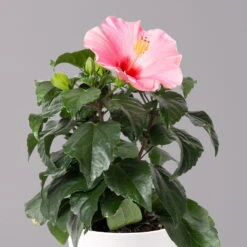 Hibiskus, Rosa In Keramiktopf Dallas Weiß, Topf-Ø 13 Cm, 2er-Set -Gartenbedarf Geschäft 0213100231 Hibiscus rosa mit Topf Dallas weiss 2