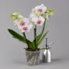 Phalaenopsis 'Spirit' Weiß Gesprenkelt, 2 Rispen, Topf-Ø 12 Cm, Höhe Ca. 50 Cm -Gartenbedarf Geschäft 0215152574 phalaenopsis spirit white special 1 122934