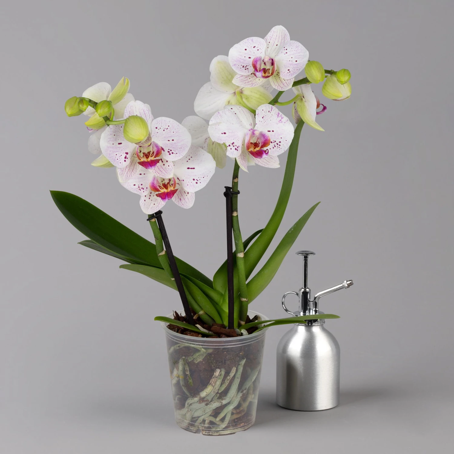 Phalaenopsis 'Spirit' Weiß Gesprenkelt, 2 Rispen, Topf-Ø 12 Cm, Höhe Ca. 50 Cm 3 Phalaenopsis 'Spirit' Weiß Gesprenkelt, 2 Rispen, Topf-Ø 12 Cm, Höhe Ca. 50 Cm