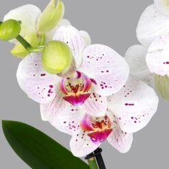 Neue Produkte -Gartenbedarf Geschäft 0215152574 phalaenopsis spirit white special 2 122724