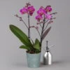 Phalaenopsis Lila, 2 Rispen, Topf-Ø 12 Cm, Höhe Ca. 50 Cm -Gartenbedarf Geschäft 0215170671 phalaenopsis multi lila 1 122940