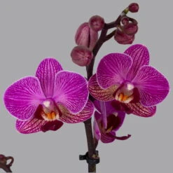 Neue Produkte -Gartenbedarf Geschäft 0215170800 phalaenopsis multi lila 2 122701