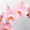 Schmetterlingsorchidee, Pink, Bogen, Topf-Ø 12 Cm, Höhe Ca. 45 Cm -Gartenbedarf Geschäft 0215250519 Phalaenopsis Moon rosa T12 2 117183