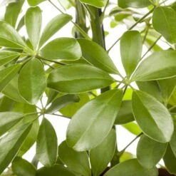 Schefflera Arboricola 'Nora', Topf-Ø 21 Cm, Höhe Ca. 55 Cm -Gartenbedarf Geschäft 0220106951 Schefflera arbor Nora