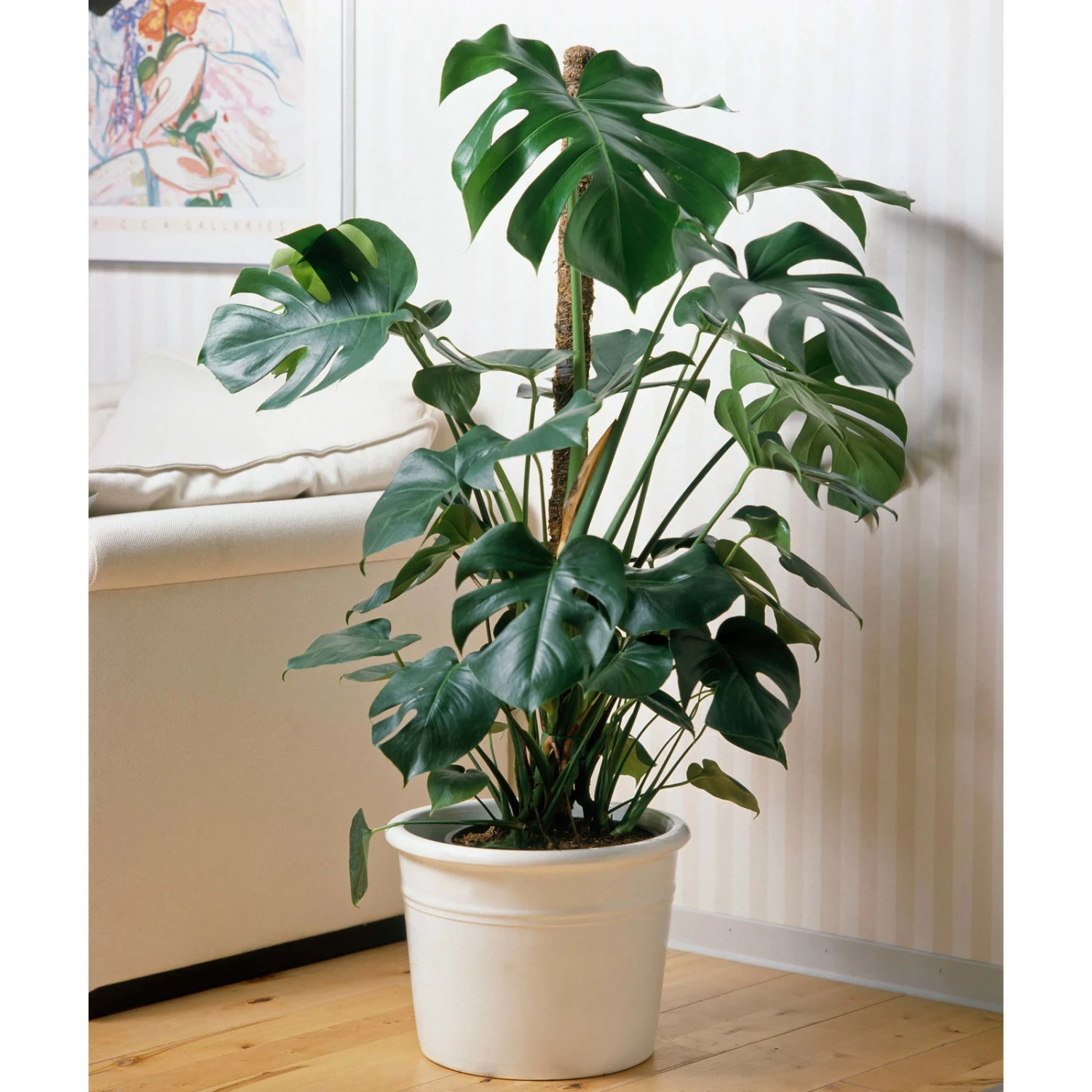 Monstera Deliciosa, Topf-Ø 22 Cm, Höhe Ca. 100 Cm 4 Monstera Deliciosa, Topf-Ø 22 Cm, Höhe Ca. 100 Cm – Bild 2