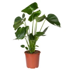 Monstera Deliciosa, Topf-Ø 21 Cm, Höhe Ca. 50-70 Cm -Gartenbedarf Geschäft 0220107660 Monstera Busch 2
