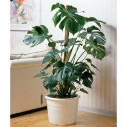 Monstera Deliciosa, Topf-Ø 21 Cm, Höhe Ca. 50-70 Cm -Gartenbedarf Geschäft 0220107660 Monstera Busch