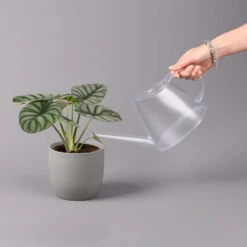 Alocasia Baginda 'Silver Dragon', Topf-Ø 14 Cm, Höhe Ca. 35 Cm 10 Alocasia Baginda 'Silver Dragon', Topf-Ø 14 Cm, Höhe Ca. 35 Cm -Gartenbedarf Geschäft 0220110135 Alocasia Silver Dragon 3