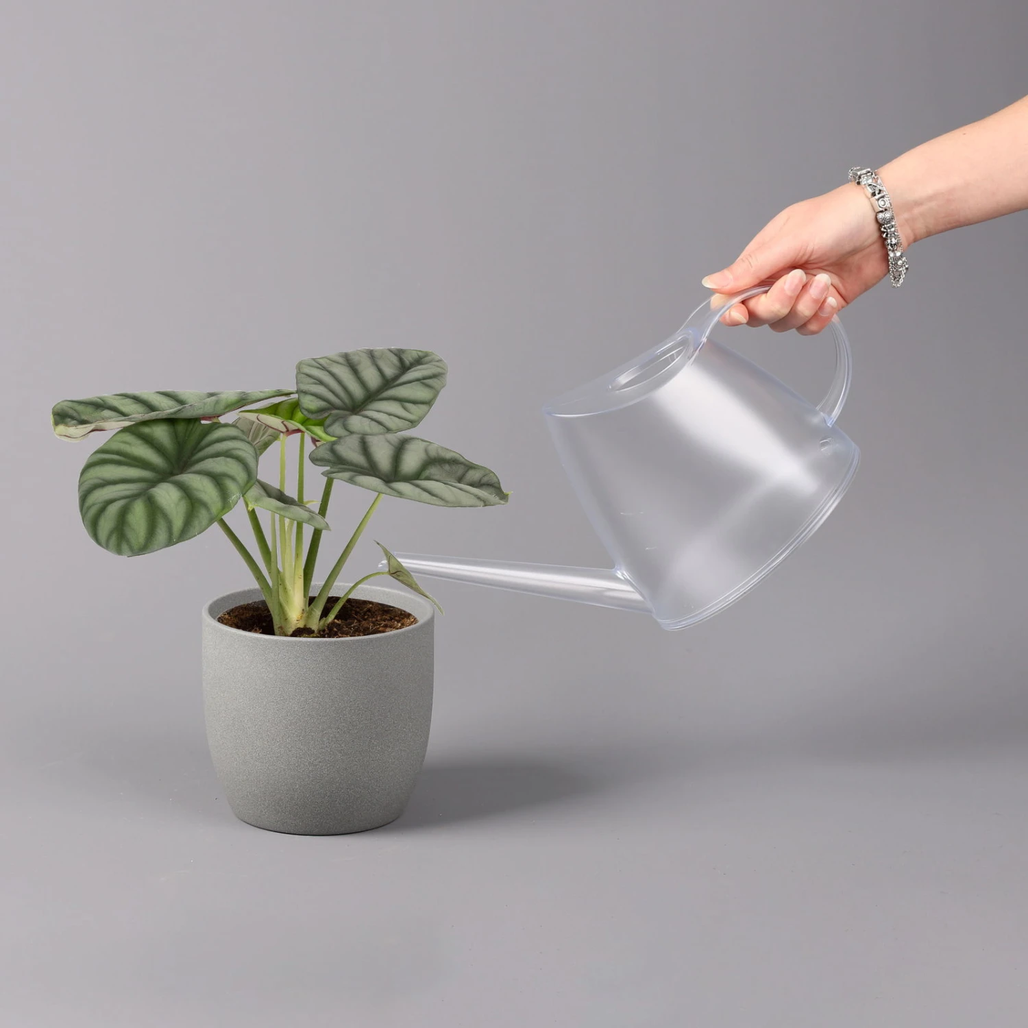 Alocasia Baginda 'Silver Dragon', Topf-Ø 14 Cm, Höhe Ca. 35 Cm 5 Alocasia Baginda 'Silver Dragon', Topf-Ø 14 Cm, Höhe Ca. 35 Cm – Bild 3