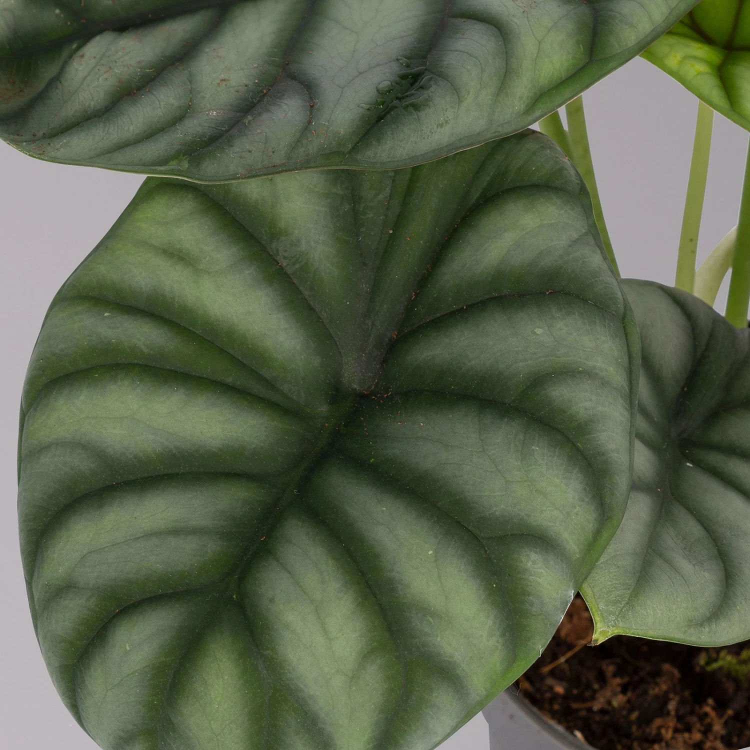 Alocasia Baginda 'Silver Dragon', Topf-Ø 14 Cm, Höhe Ca. 35 Cm 4 Alocasia Baginda 'Silver Dragon', Topf-Ø 14 Cm, Höhe Ca. 35 Cm – Bild 2