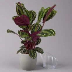 Calathea 'Medallion', Topf-Ø 19 Cm, Höhe Ca. 85 Cm -Gartenbedarf Geschäft 0220160008 Calathea Medaillon 19cm 3 109549