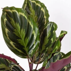 Calathea 'Medallion', Topf-Ø 19 Cm, Höhe Ca. 85 Cm -Gartenbedarf Geschäft 0220160008 Calathea Medaillon 19cm 4 109550