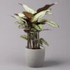 Calathea Majestica 'Whitestar', Topf-Ø 19 Cm, Höhe Ca. 60-80 Cm 1 Calathea Majestica 'Whitestar', Topf-Ø 19 Cm, Höhe Ca. 60-80 Cm -Gartenbedarf Geschäft 0220160078 Calathea majestica Whitestar 1