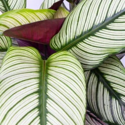 Calathea Majestica 'Whitestar', Topf-Ø 19 Cm, Höhe Ca. 60-80 Cm -Gartenbedarf Geschäft 0220160078 Calathea majestica Whitestar 4