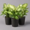 Dieffenbachie 'Compacta' Mit Keramiktopf Dallas Anthrazit, Topf-Ø12cm, 3er-Set -Gartenbedarf Geschäft 0220170081 Dieffenbachia Compacta mit Topf Dallas anthrazit 3er Set