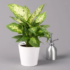 Dieffenbachie 'Compacta' Mit Keramiktopf Dallas Weiß, Topf-Ø12cm, Höhe Ca. 25 Cm -Gartenbedarf Geschäft 0220170084 Dieffenbachia Compacta mit Topf Dallas weiss 3