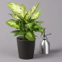 Dieffenbachie 'Compacta' Mit Keramiktopf Dallas Anthrazit, Topf-Ø12cm, 3er-Set -Gartenbedarf Geschäft 0220170085 Dieffenbachia Compacta mit Topf Dallas anthrazit 3