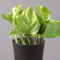 Efeutute Mit Topf Dallas Anthrazit, Topf-Ø 12 Cm, Höhe Ca. 15 Cm, 2er-Set -Gartenbedarf Geschäft 0220180203 Epipremnum pinn in Topf Dallas anthrazit 22