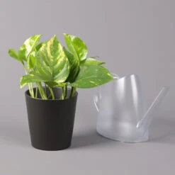 Efeutute Mit Topf Dallas Anthrazit, Topf-Ø 12 Cm, Höhe Ca. 15 Cm, 2er-Set -Gartenbedarf Geschäft 0220180203 Epipremnum pinn in Topf Dallas anthrazit 3