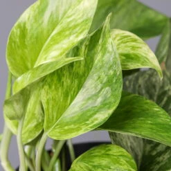 Efeutute 'Marble Queen' Inkl. Übertopf Vibes Gelb, Topf-Ø 12 Cm, Höhe Ca. 15 Cm -Gartenbedarf Geschäft 0220180206 Epipr Marble Queen Topf Dallas anthrazit 43