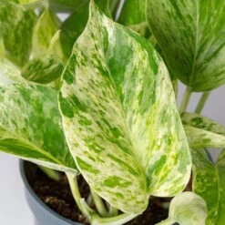 Efeutute 'Marble Queen' Inkl. Übertopf Vibes Gelb, Topf-Ø 12 Cm, Höhe Ca. 15 Cm -Gartenbedarf Geschäft 0220180373 0220180374 0220180375 0220180376 Epipremnum Marble queen 7 124941