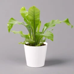 Nestfarn, Mit Keramiktopf Dallas Weiß, Topf-Ø12cm, Höhe Ca. 35 Cm, 3er-Set 11 Nestfarn, Mit Keramiktopf Dallas Weiß, Topf-Ø12cm, Höhe Ca. 35 Cm, 3er-Set -Gartenbedarf Geschäft 0220190132 Asplenium nidus Dallas weiss 1