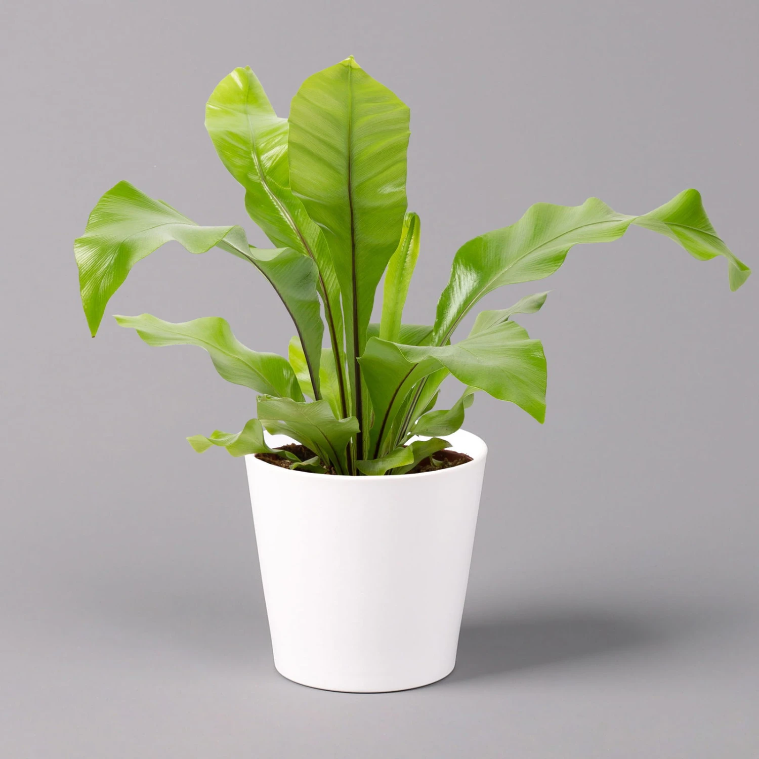 Nestfarn, Mit Keramiktopf Dallas Weiß, Topf-Ø12cm, Höhe Ca. 35 Cm, 3er-Set 4 Nestfarn, Mit Keramiktopf Dallas Weiß, Topf-Ø12cm, Höhe Ca. 35 Cm, 3er-Set – Bild 2