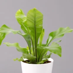 Nestfarn, Mit Keramiktopf Dallas Weiß, Topf-Ø12cm, Höhe Ca. 35 Cm, 3er-Set 12 Nestfarn, Mit Keramiktopf Dallas Weiß, Topf-Ø12cm, Höhe Ca. 35 Cm, 3er-Set -Gartenbedarf Geschäft 0220190132 Asplenium nidus Dallas weiss 2