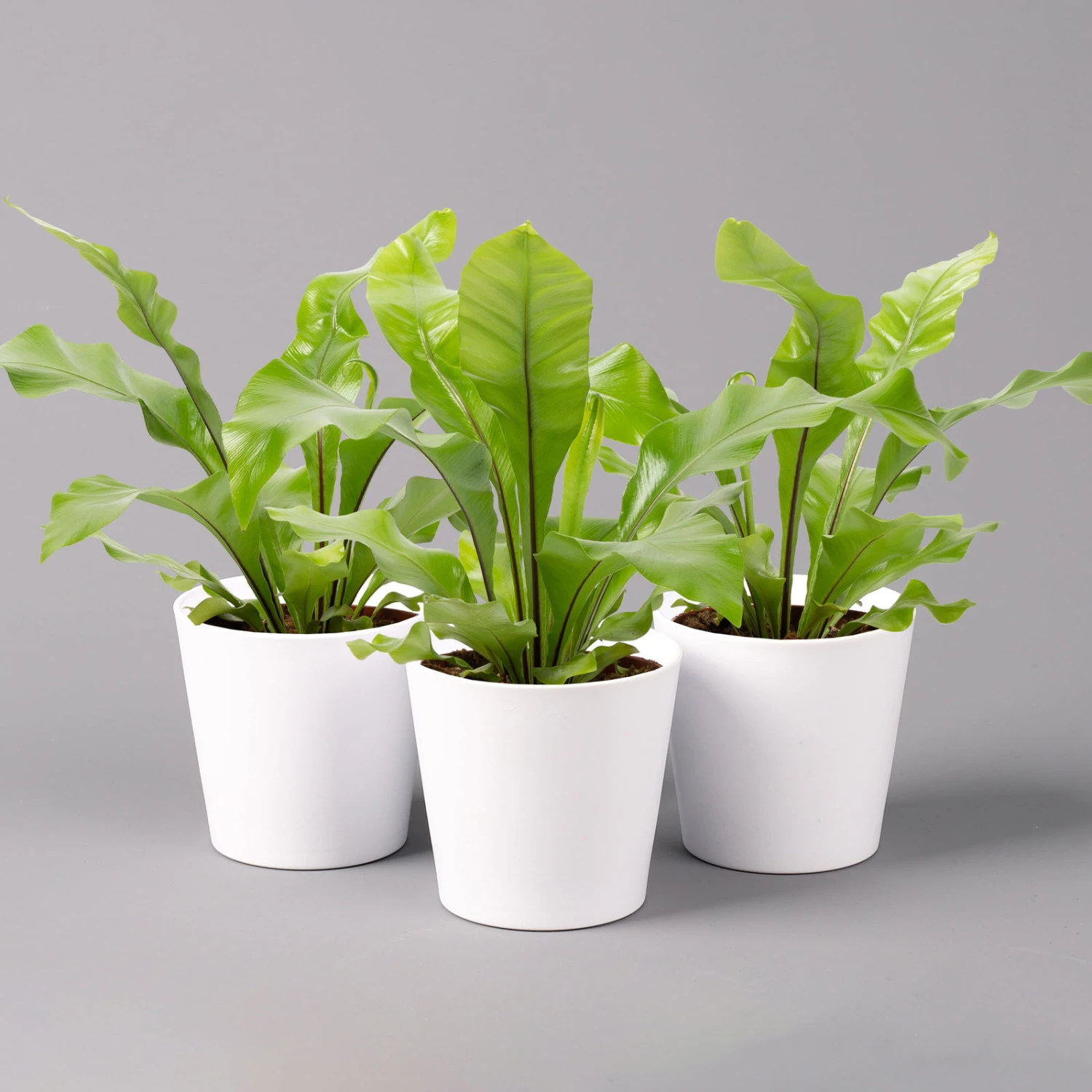 Nestfarn, Mit Keramiktopf Dallas Weiß, Topf-Ø12cm, Höhe Ca. 35 Cm, 3er-Set 3 Nestfarn, Mit Keramiktopf Dallas Weiß, Topf-Ø12cm, Höhe Ca. 35 Cm, 3er-Set