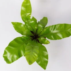 Nestfarn, Mit Keramiktopf Dallas Weiß, Topf-Ø12cm, Höhe Ca. 35 Cm, 3er-Set 14 Nestfarn, Mit Keramiktopf Dallas Weiß, Topf-Ø12cm, Höhe Ca. 35 Cm, 3er-Set -Gartenbedarf Geschäft 0220190132 Asplenium nidus Dallas weiss 4