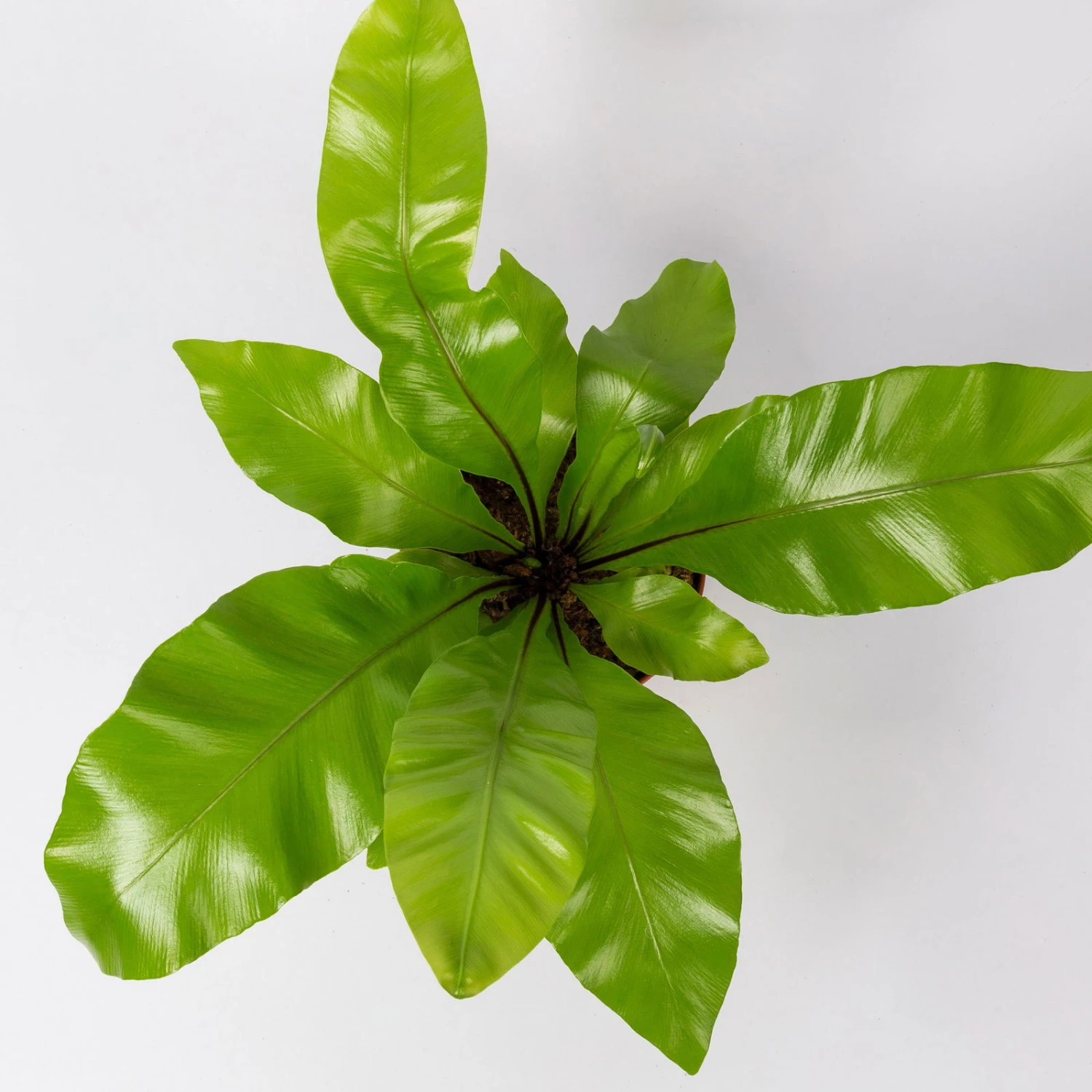 Nestfarn, Mit Keramiktopf Dallas Weiß, Topf-Ø12cm, Höhe Ca. 35 Cm, 3er-Set 7 Nestfarn, Mit Keramiktopf Dallas Weiß, Topf-Ø12cm, Höhe Ca. 35 Cm, 3er-Set – Bild 5