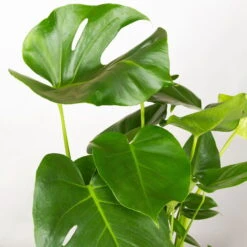 Monstera Deliciosa In Korb Gaby Natur, Topf-Ø 21 Cm, Höhe Ca. 40-60 Cm 9 Monstera Deliciosa In Korb Gaby Natur, Topf-Ø 21 Cm, Höhe Ca. 40-60 Cm -Gartenbedarf Geschäft 0220350048 Monstera Busch im Dekokorb Gaby T21 WS 3