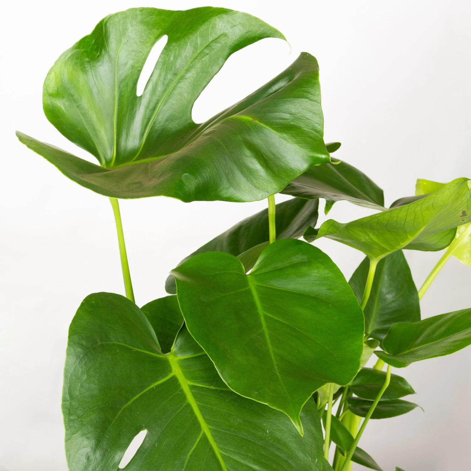 Monstera Deliciosa In Korb Gaby Natur, Topf-Ø 21 Cm, Höhe Ca. 40-60 Cm 5 Monstera Deliciosa In Korb Gaby Natur, Topf-Ø 21 Cm, Höhe Ca. 40-60 Cm – Bild 3