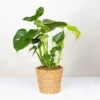 Monstera Deliciosa In Korb Gaby Natur, Topf-Ø 21 Cm, Höhe Ca. 40-60 Cm -Gartenbedarf Geschäft 0220350048 Monstera Busch im Dekokorb Gaby T21 WS 8 120942