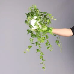 Hedera Helix In Keramiktopf Dallas Weiß, Topf-Ø 12/13 Cm, 3er-Set -Gartenbedarf Geschäft 0220650241 Hedera gruen Elja in Topf Dallas weiss 4