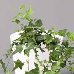 Hedera Helix In Keramiktopf Dallas Weiß, Topf-Ø 12/13 Cm, 3er-Set -Gartenbedarf Geschäft 0220650241 Hedera gruen in Topf Dallas weiss 2